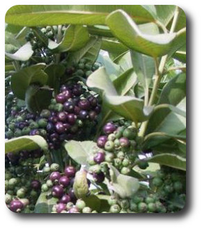 PimentoBerries
