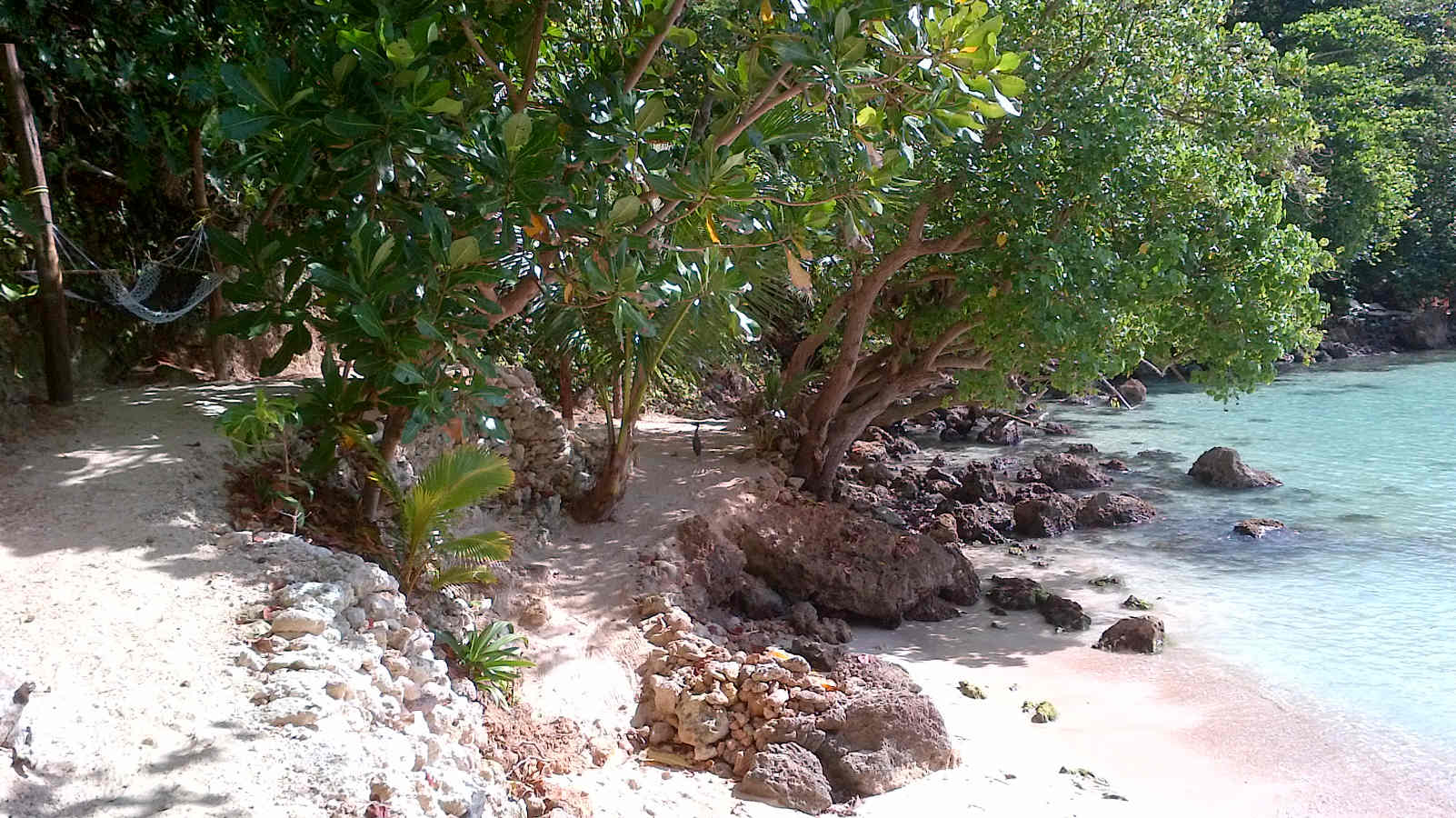 Boston Beach Trees on the West Side of Beach, Portland, Jamaica